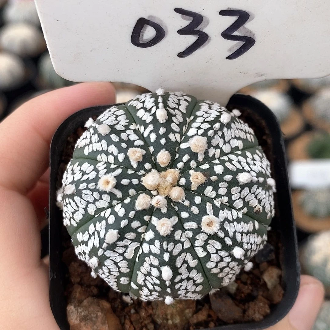 033v兜系列产品福利
