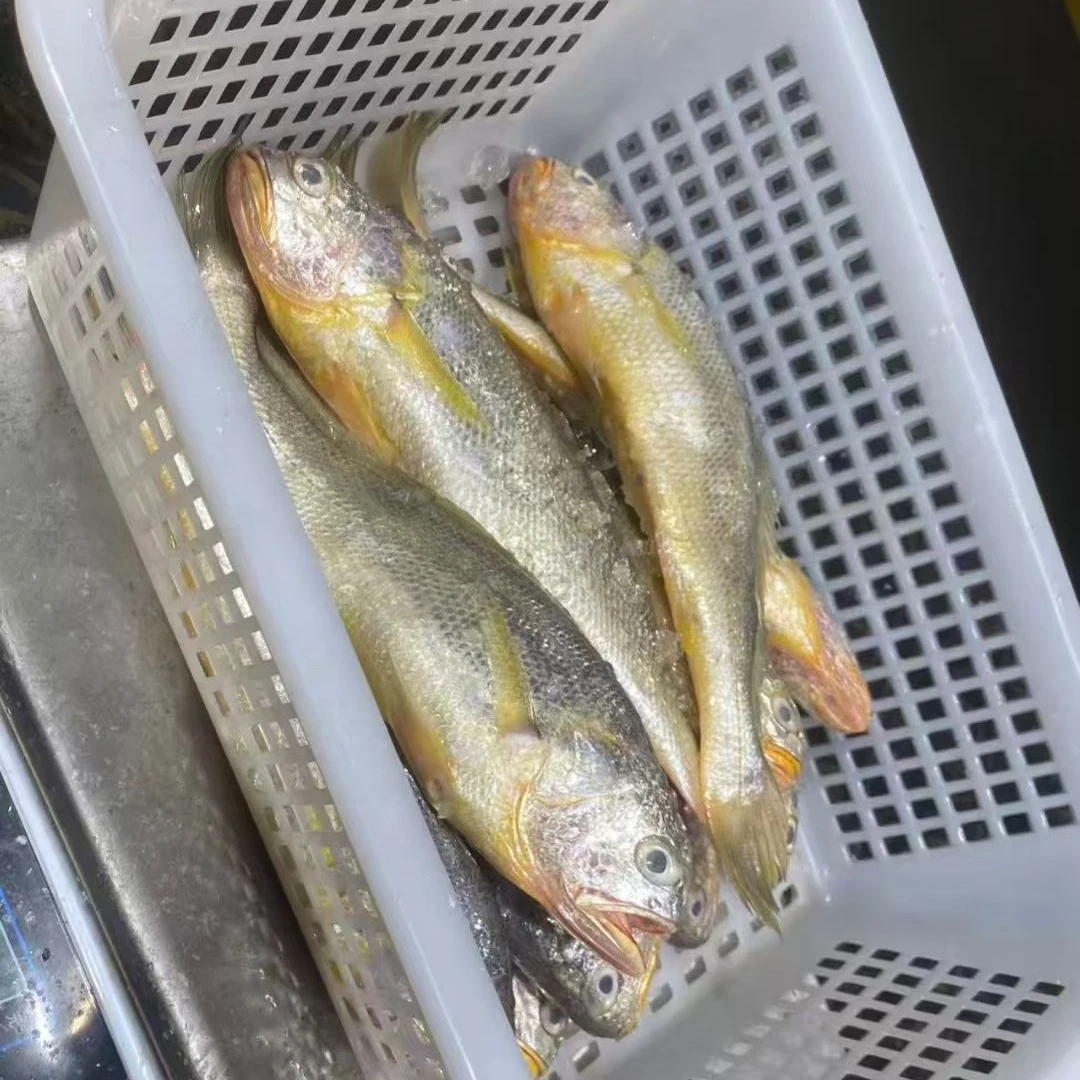 东海纯野生黄鱼（二斤5条）品质好价格实惠。江浙沪冰鲜（包邮)发货