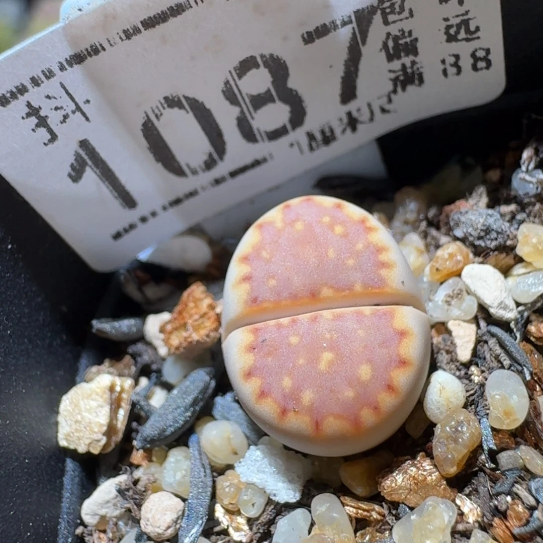 Sss精选优质石头1087