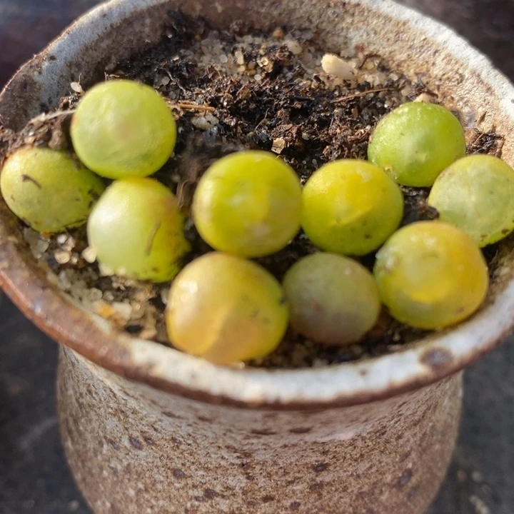 拉登一颗0.6-0.8拉登一颗