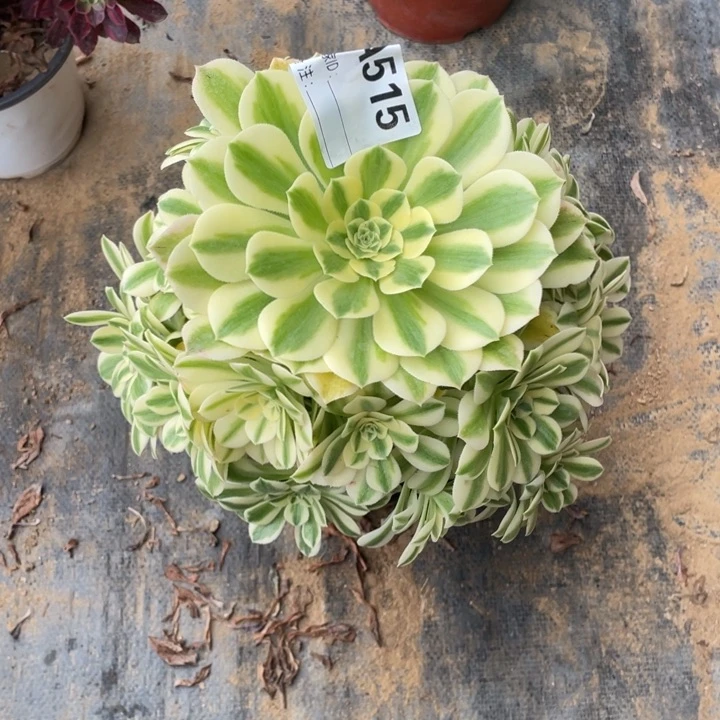 多肉迈巴赫法师515