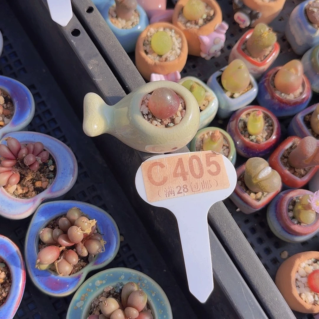 T***cC405灯泡一物一拍