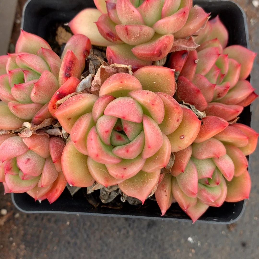 161杂交多肉10冠