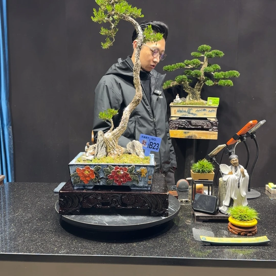 以实际为准黄杨室内室外盆景艺术