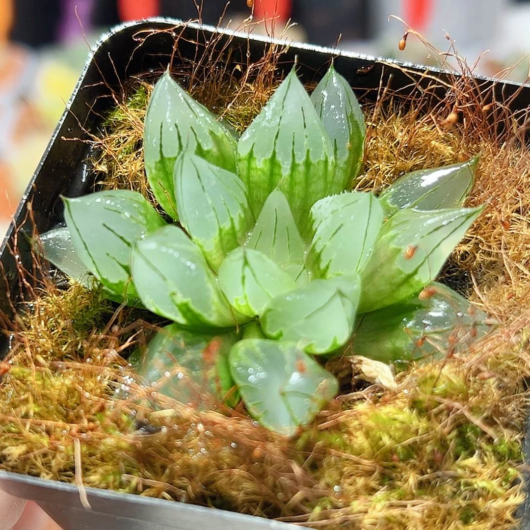 十二卷多肉西亚基