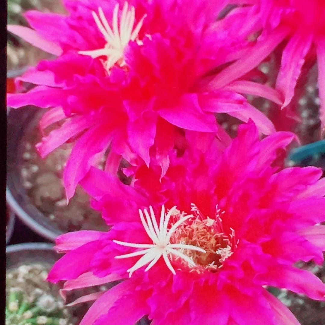 毛花柱 帕帕吉诺 侧芽 满20包邮