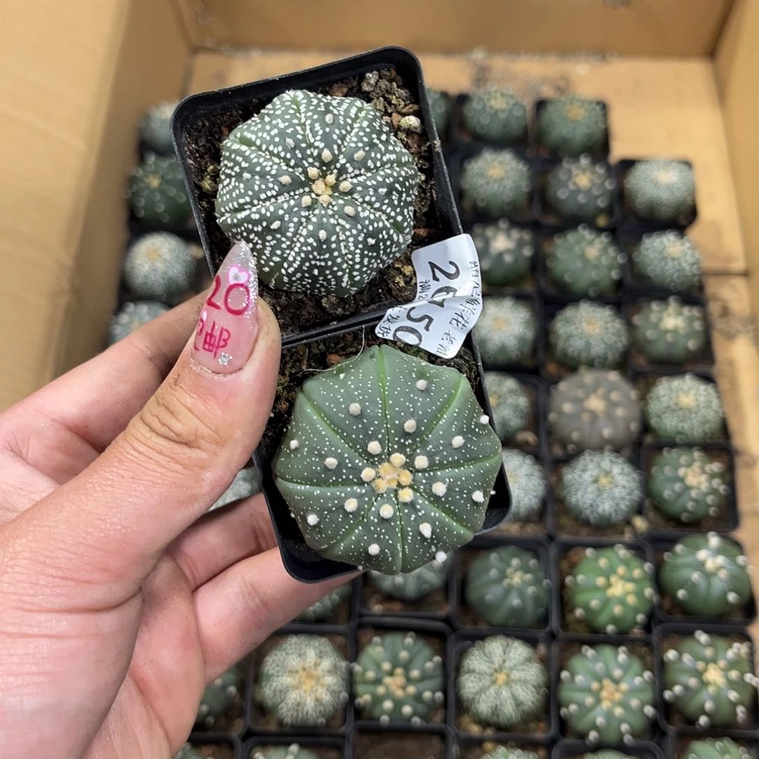 ?*26150一物一拍单头