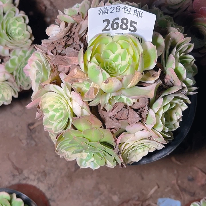 2685海仙多肉植物保护
