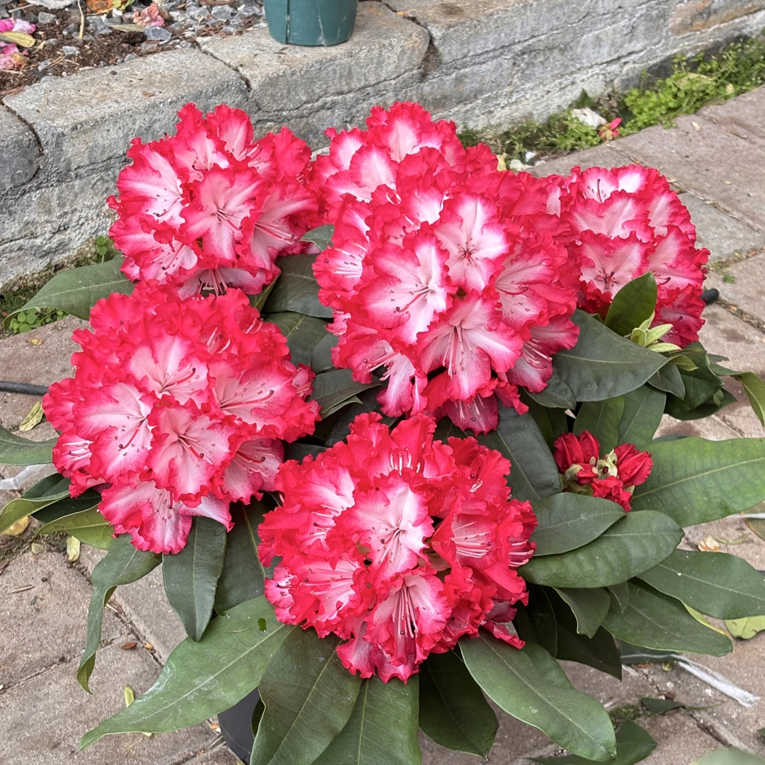 格里菲欧中盆带花苞