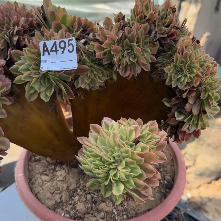 梦幻七彩法师缀化495