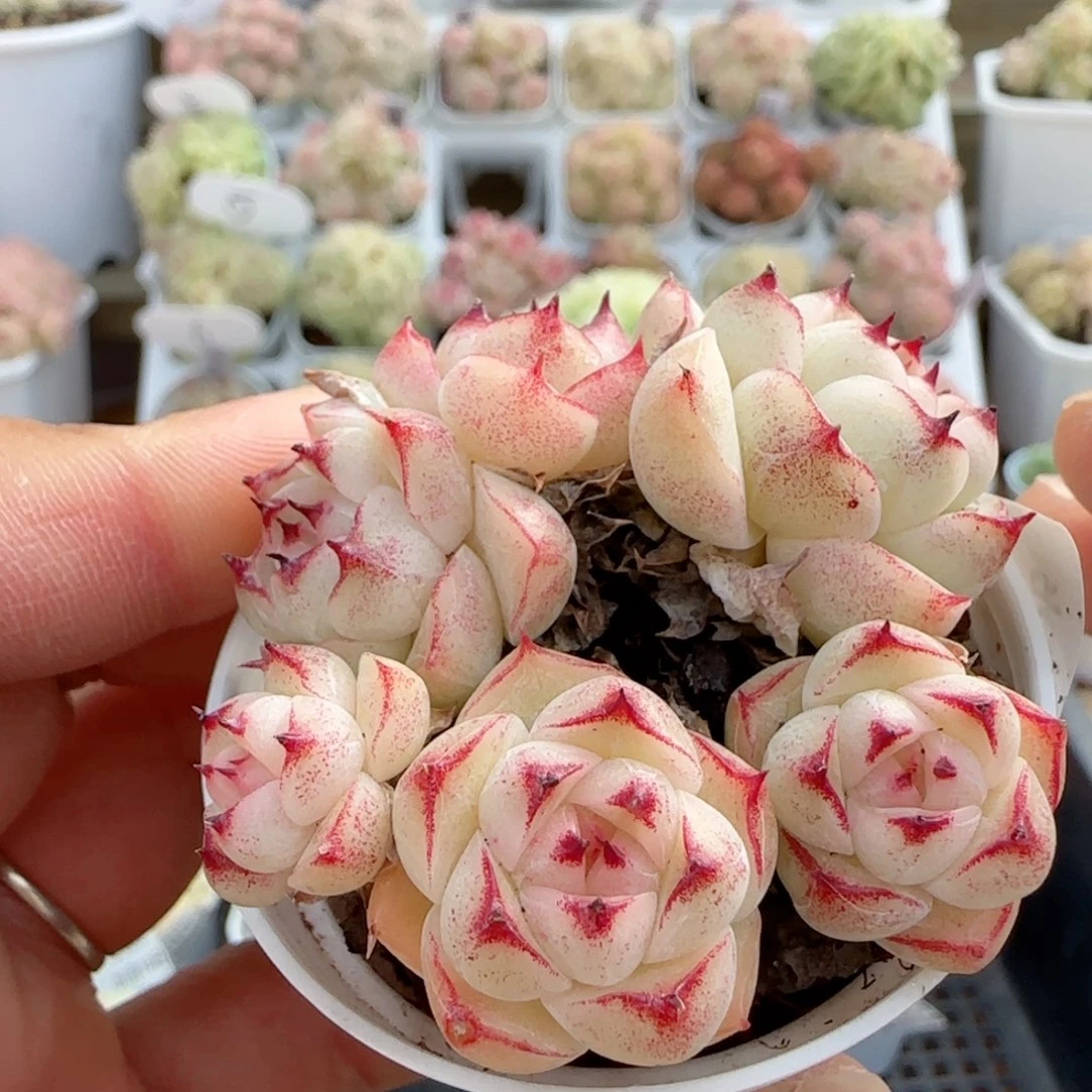 【闪购商品】0118-56边线