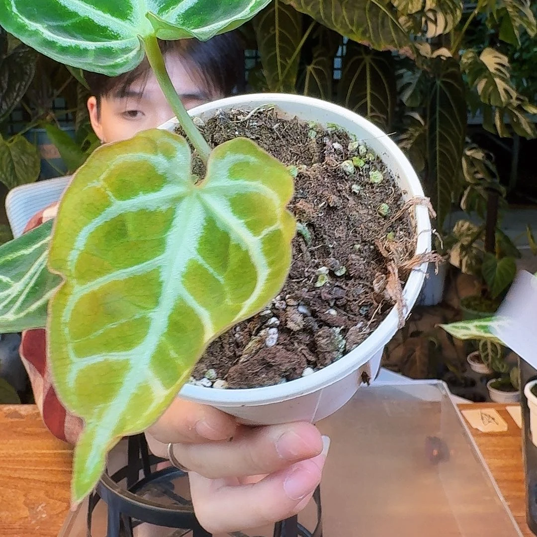 完全开放J120skg银杂绿丝绒抹茶锦