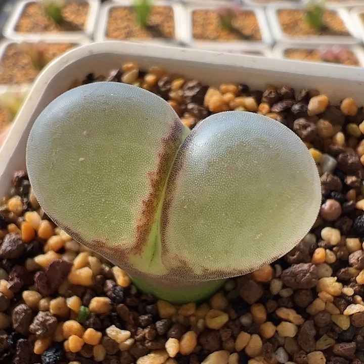 无花朵实生风铃玉26