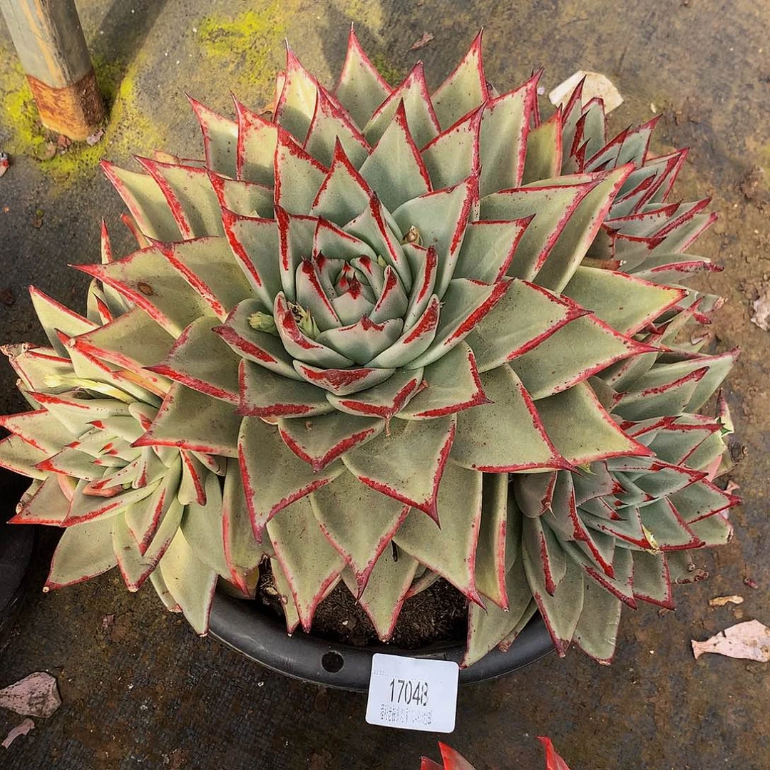 雾***花乌木17048多肉多肉