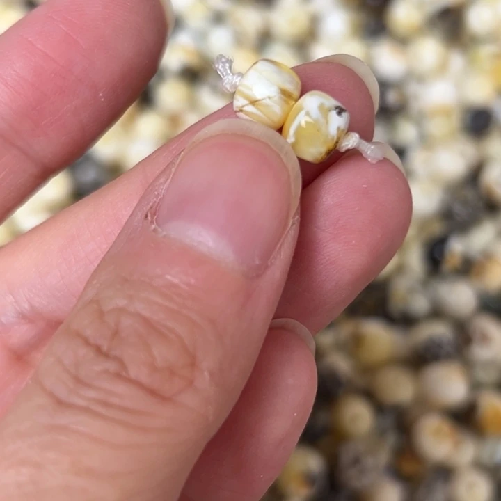 蜜蜡未镶嵌裸石6.9mm一对