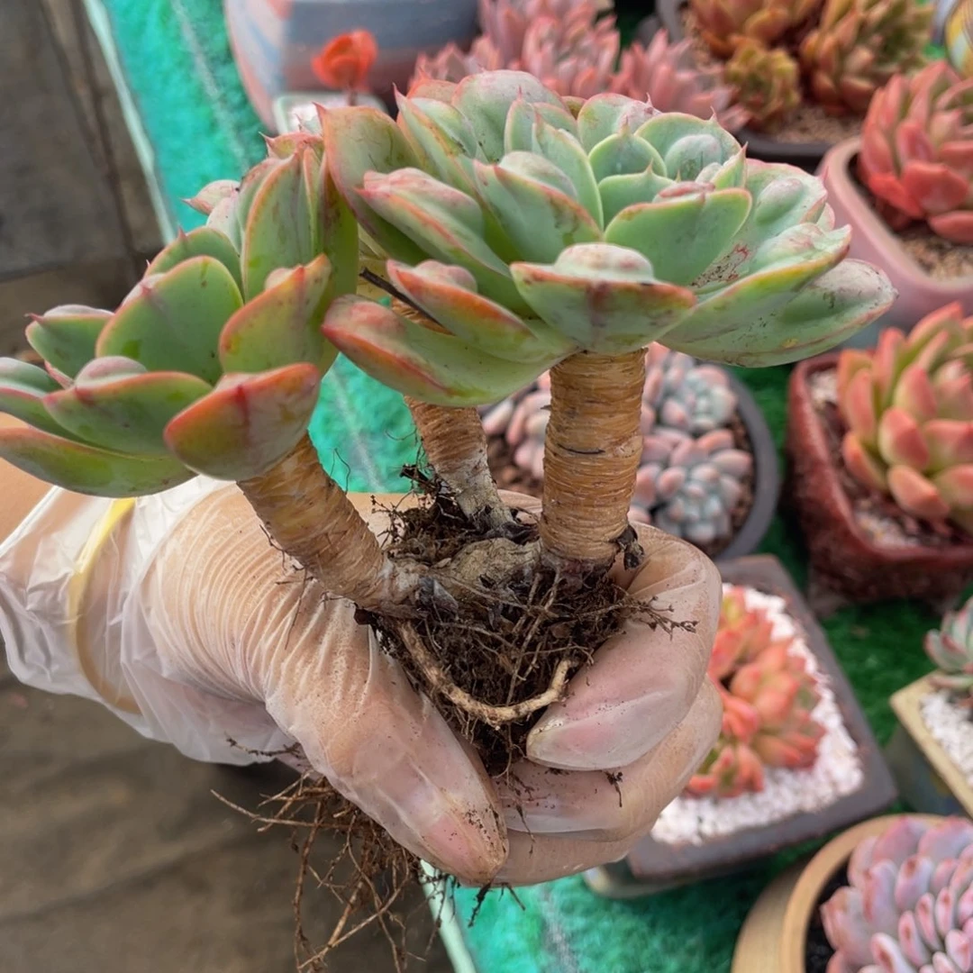 多肉植物盆栽多肉植物