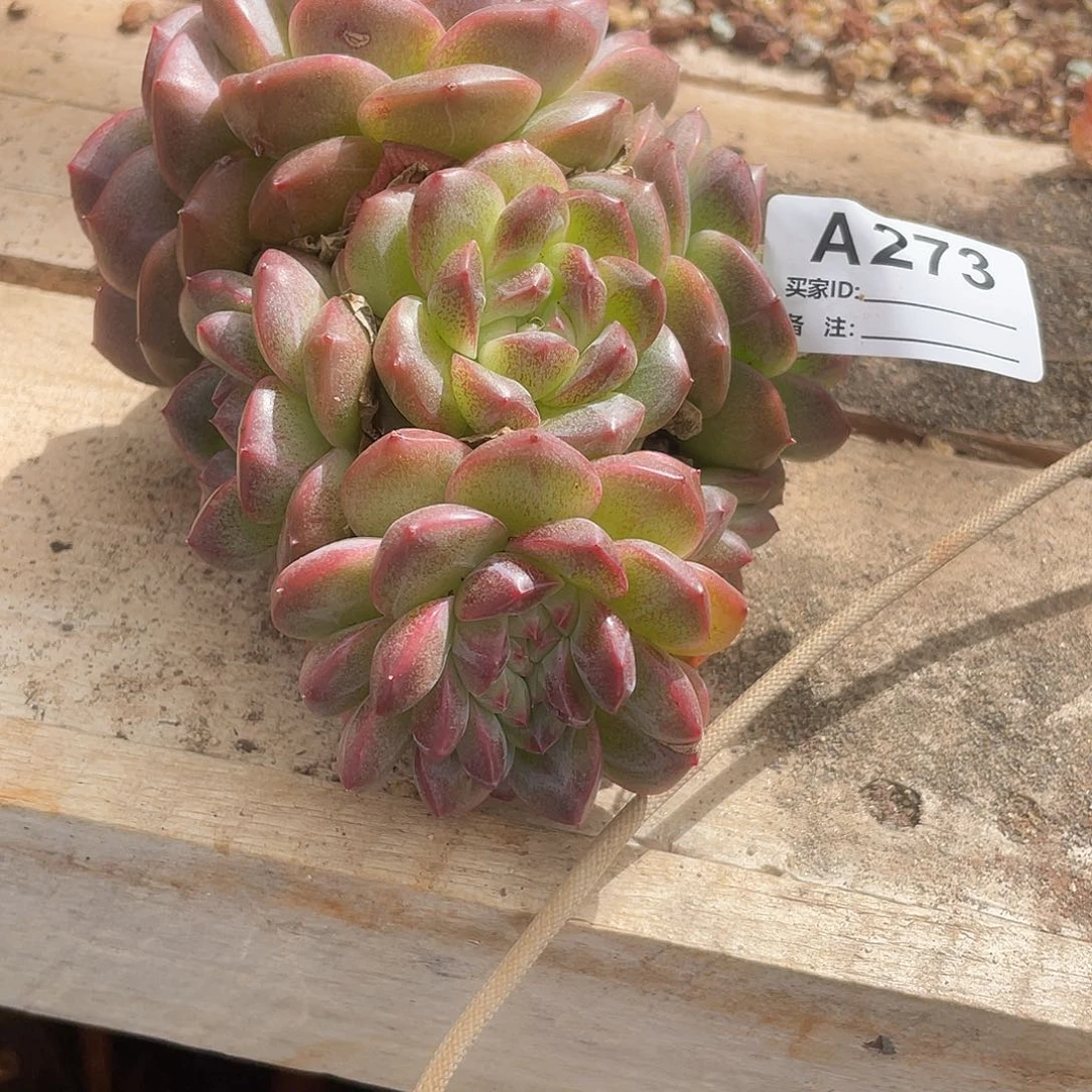 若如东云单拍A273