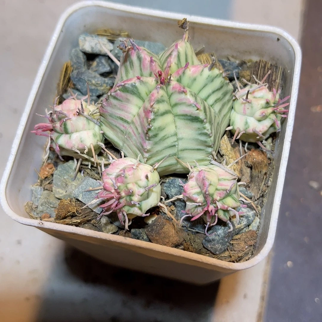 斑马大戟锦一物一拍