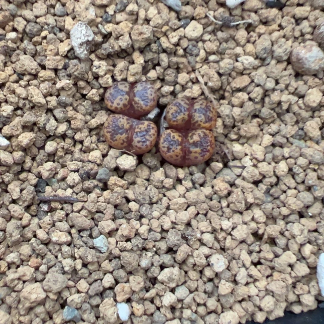 23-65肉锥多肉植物