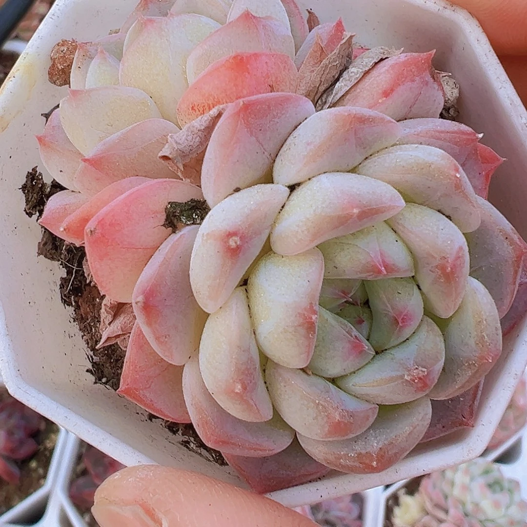 樱花冰魄19包邮多肉植物