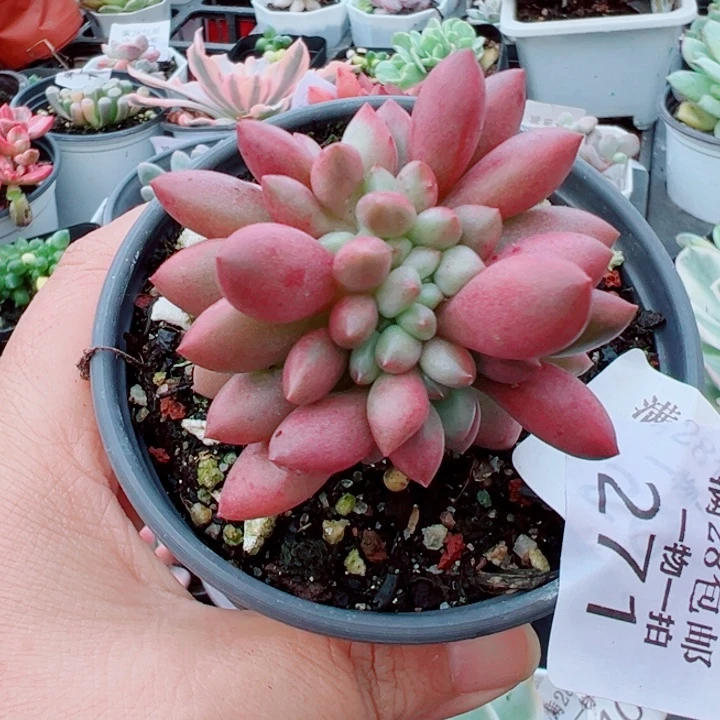 糖花缘缀多肉植物