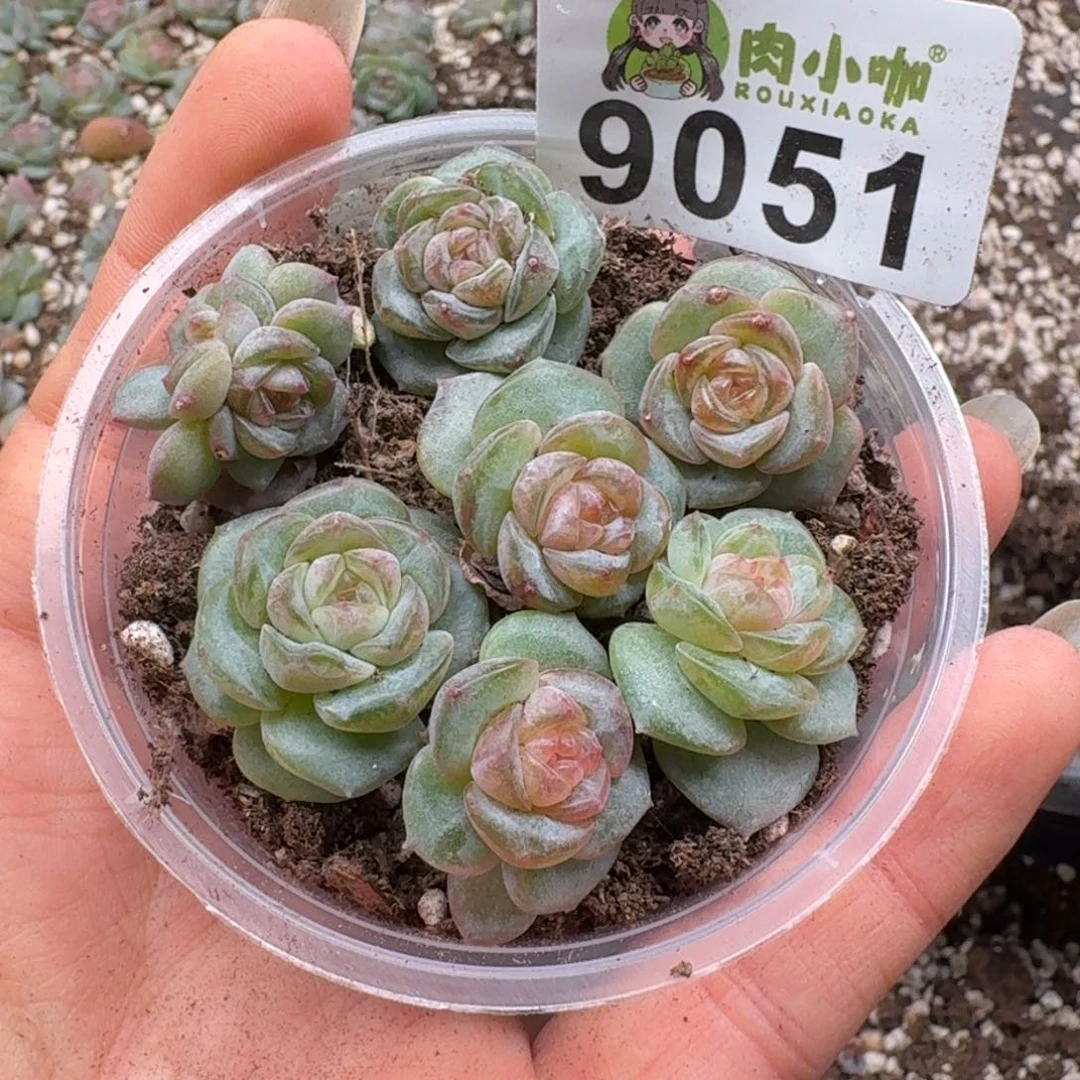 多肉植物多肉植物