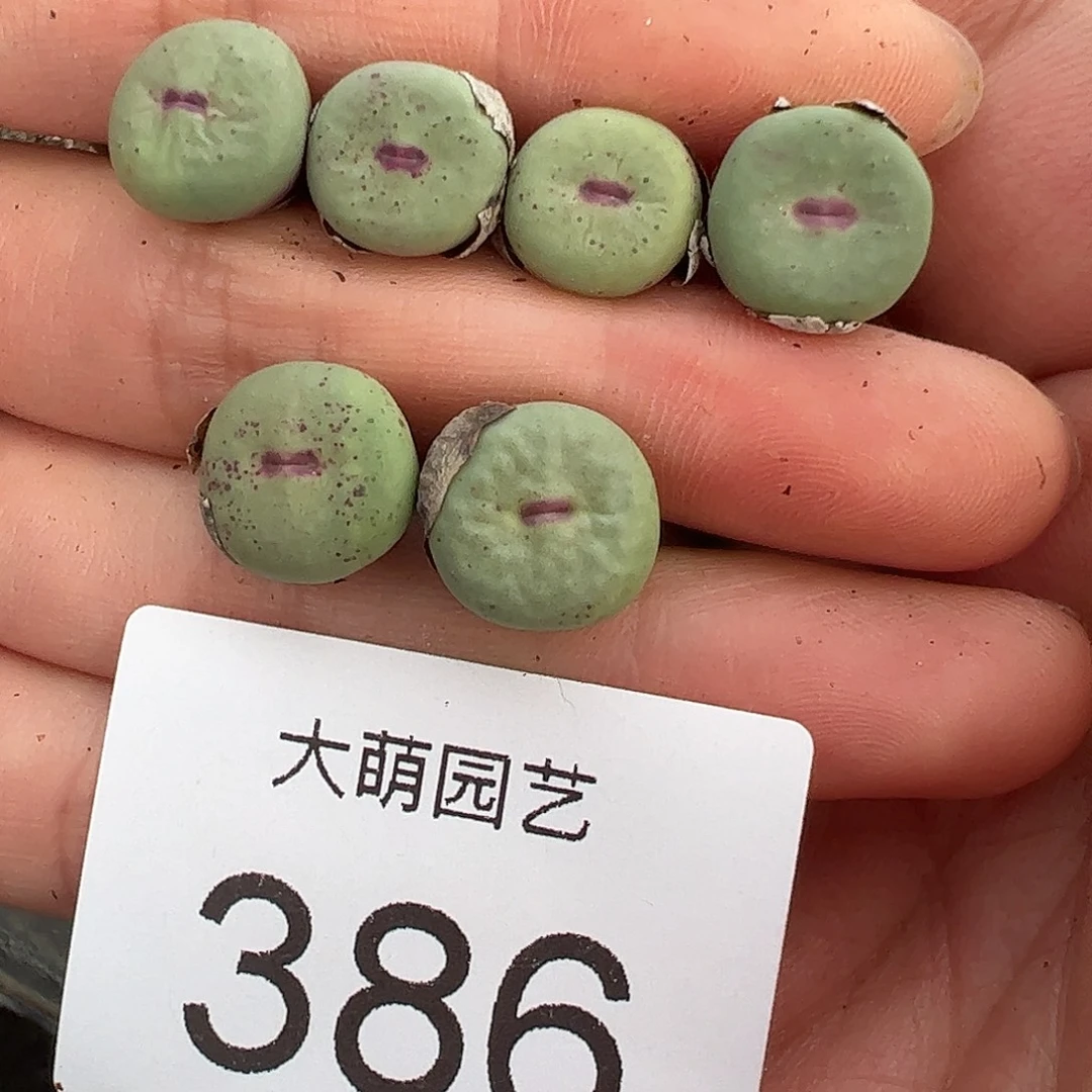 量拍以下2颗M4×D6大型厚唇嘟嘴386