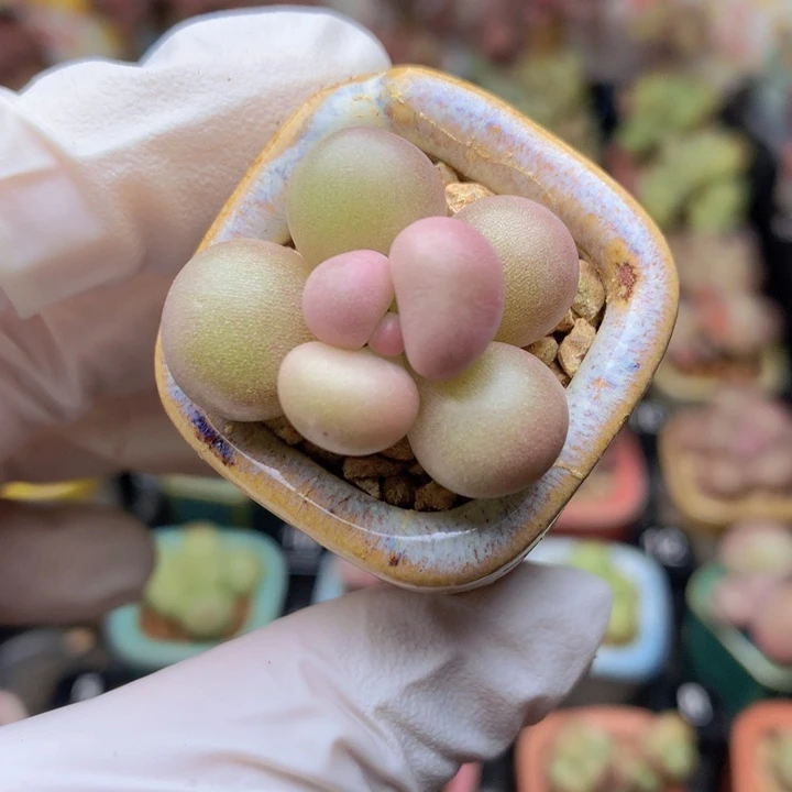 024 黄金奶酪 颜色漂亮