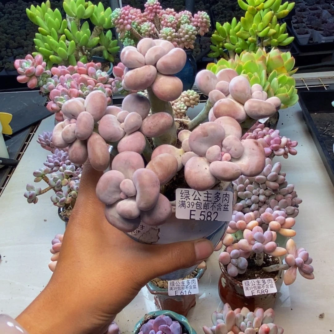落**烟582芭比奶多肉12cm