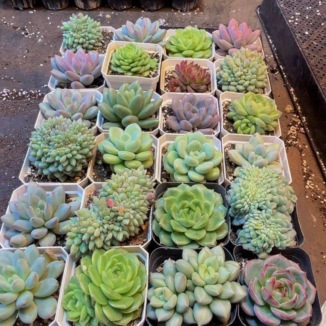昕***和573多肉的小龙虾和一