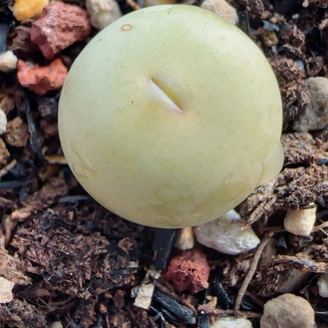 多肉植物433V19号链接