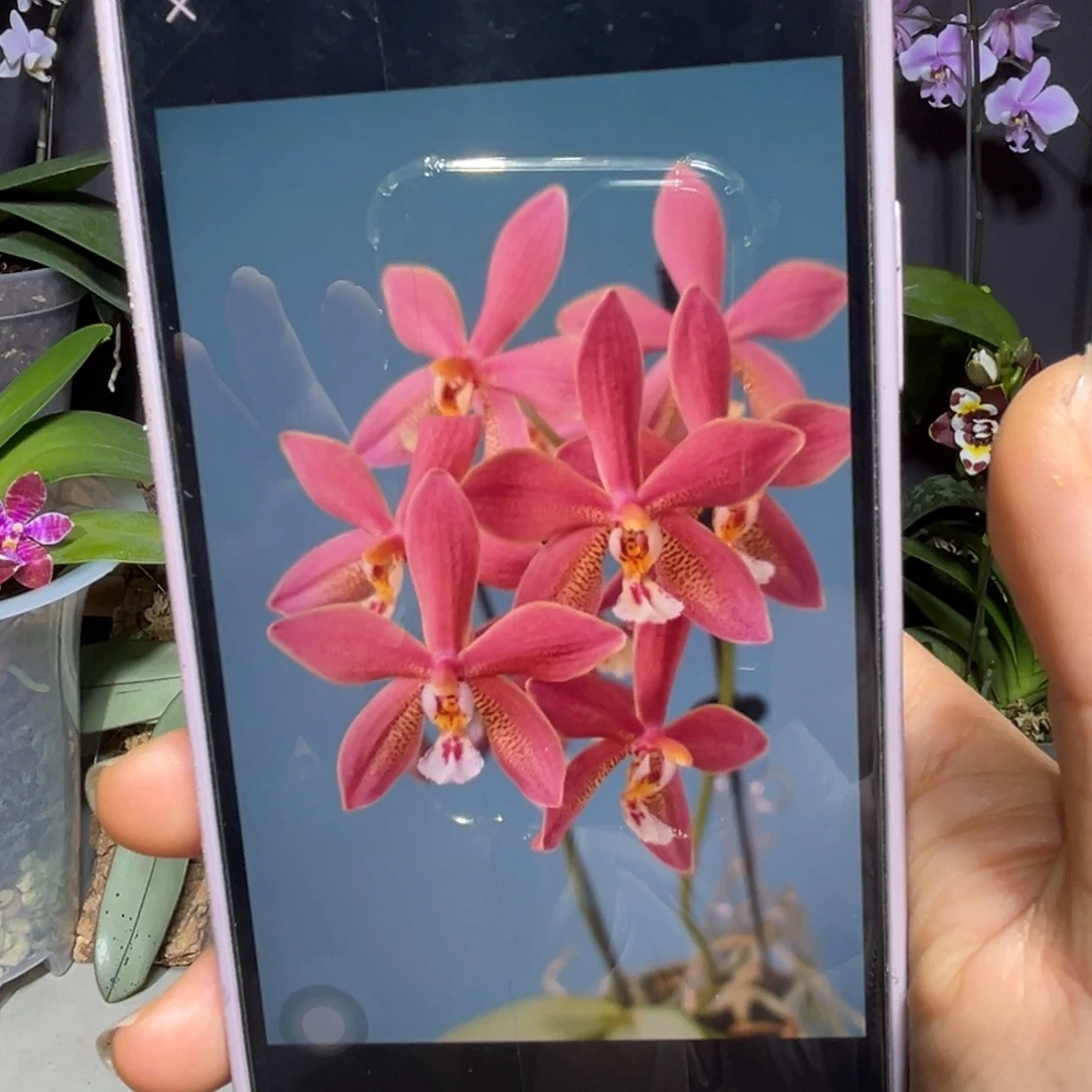 当前无花栽培后可以开花青铜少女超级香