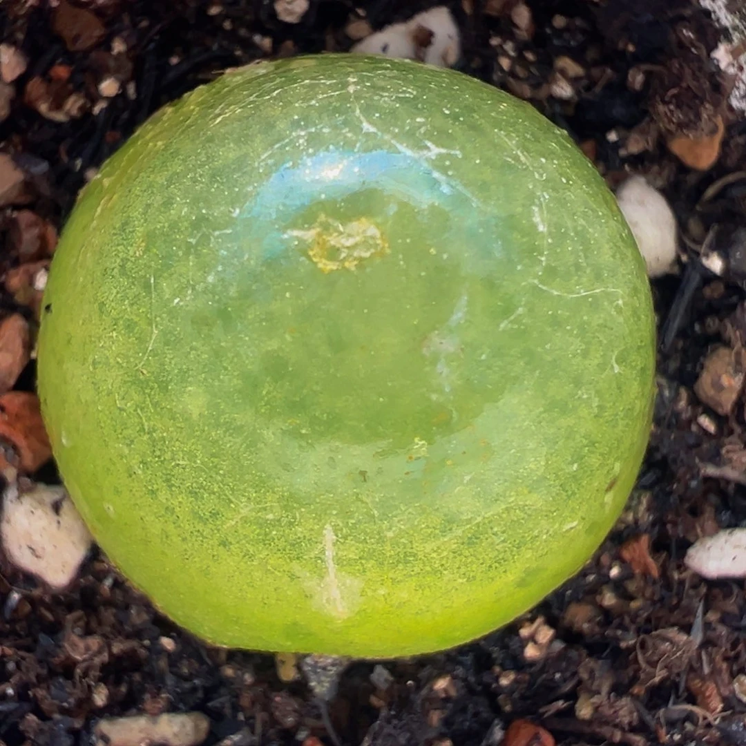 灯泡多肉植物带盆百科