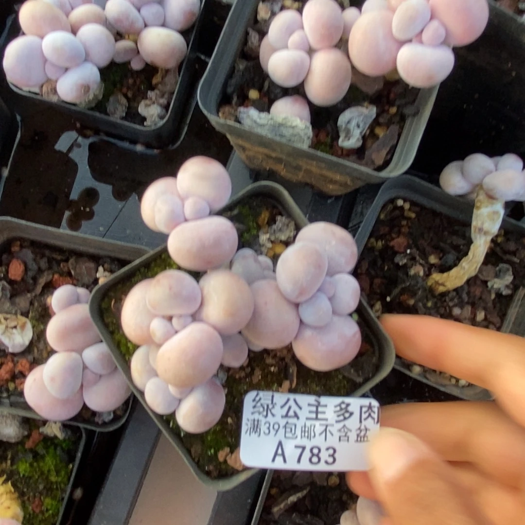 783芭比奶多肉7cm
