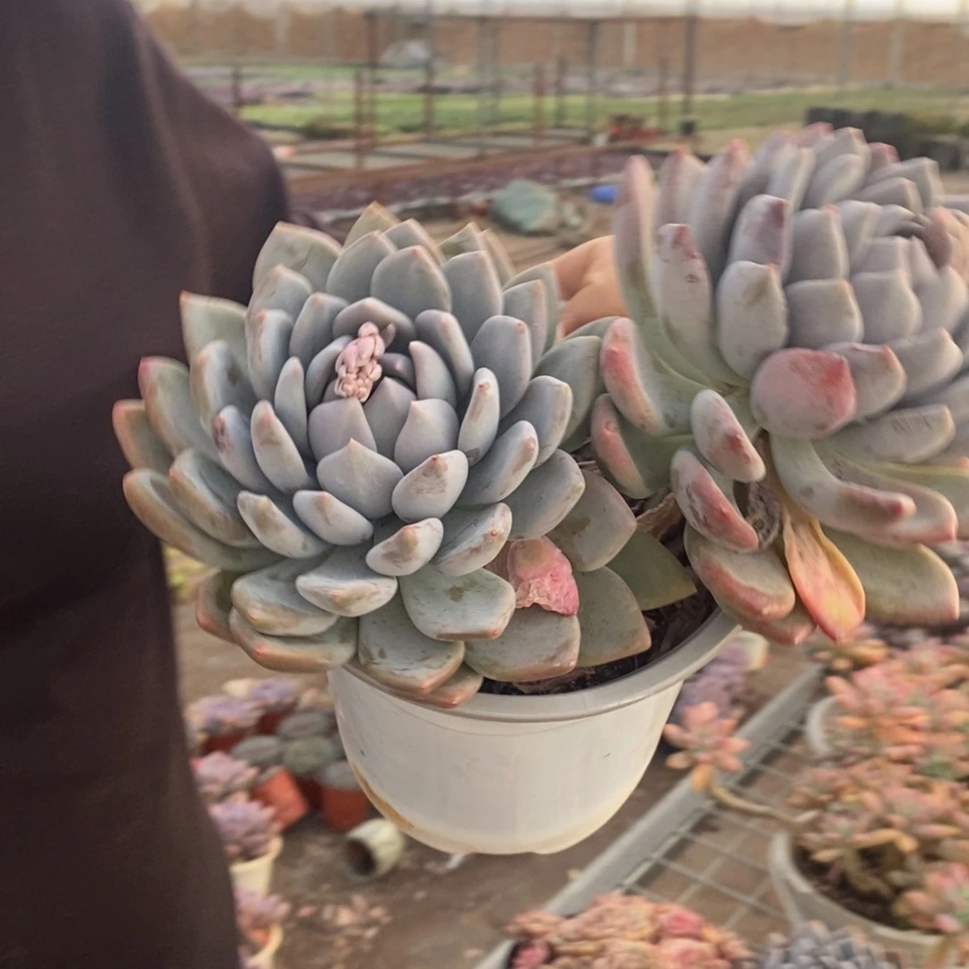 胖美人大双头，160杯