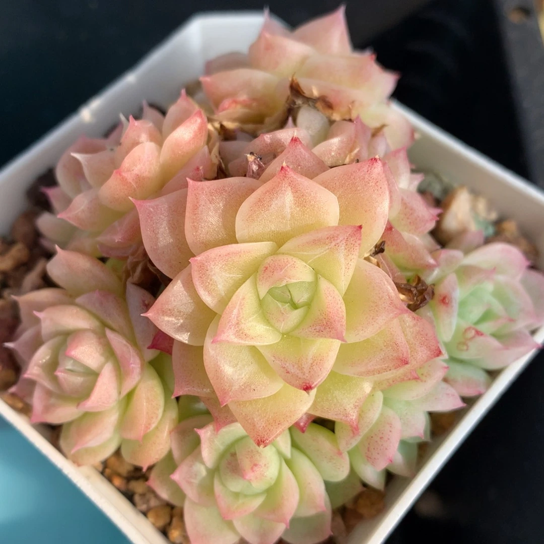 0124-23 潘多拉群生 不包整