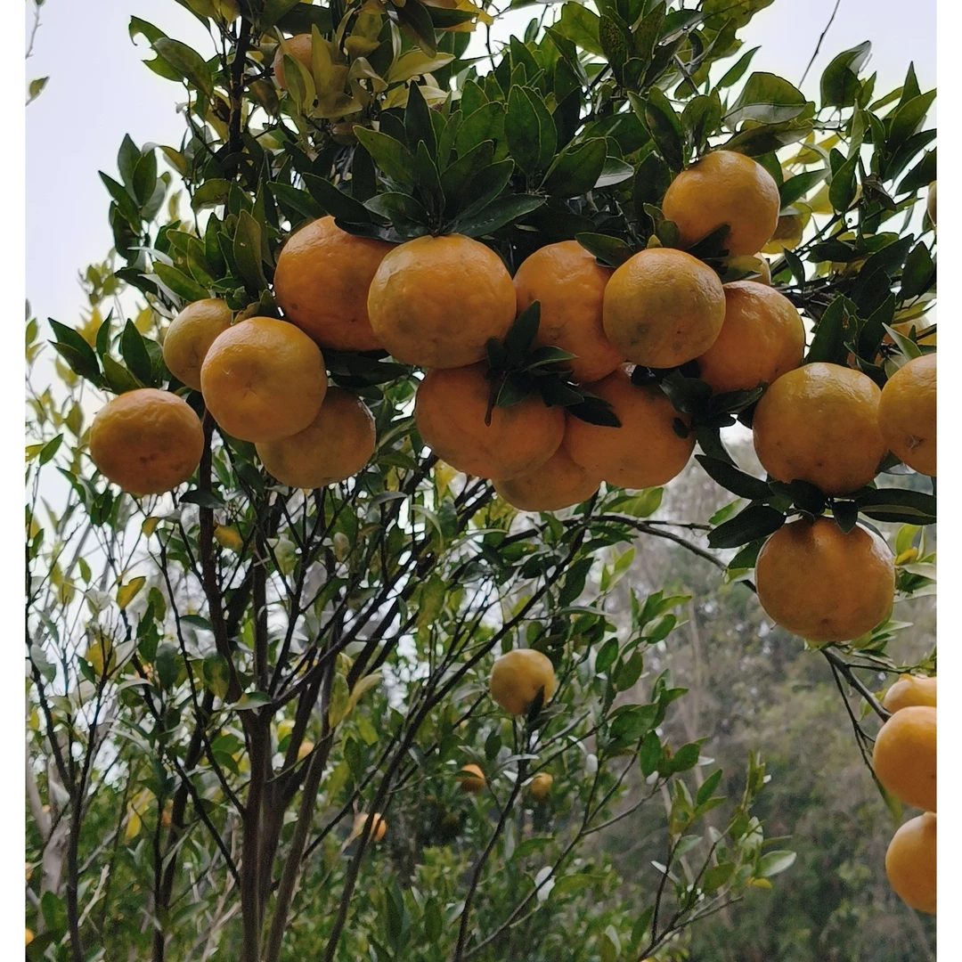 贵州高山椪柑果肉甘甜脆爽多汁现摘现发