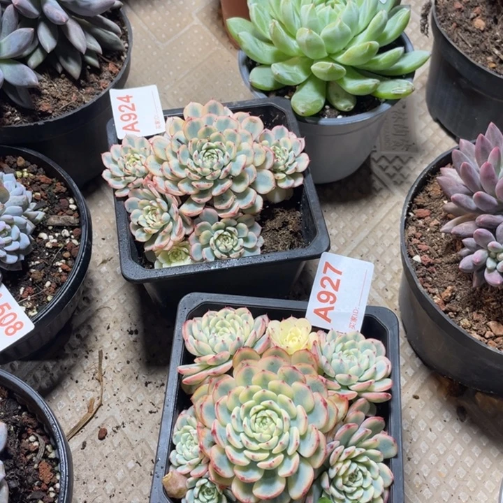 927 满20包邮脱土发货