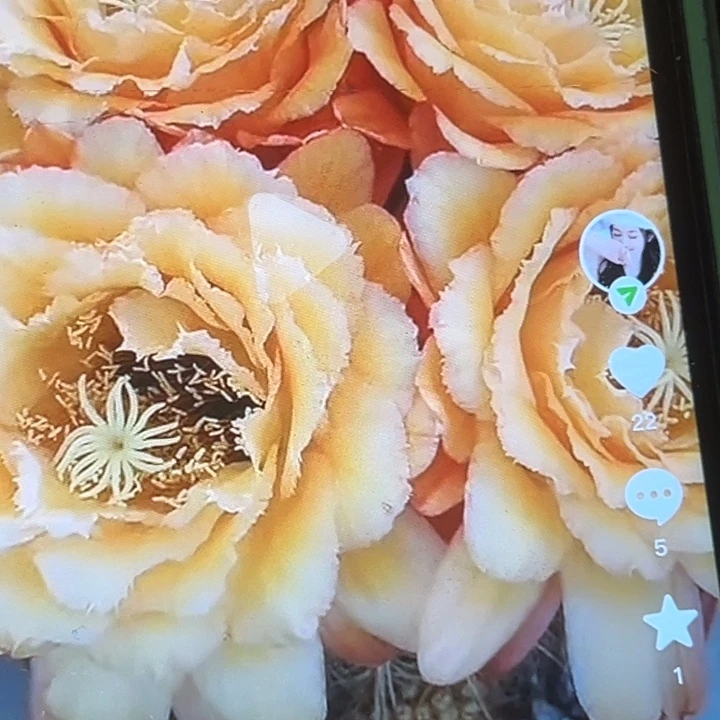 清清34侧牙瑕疵有黑点