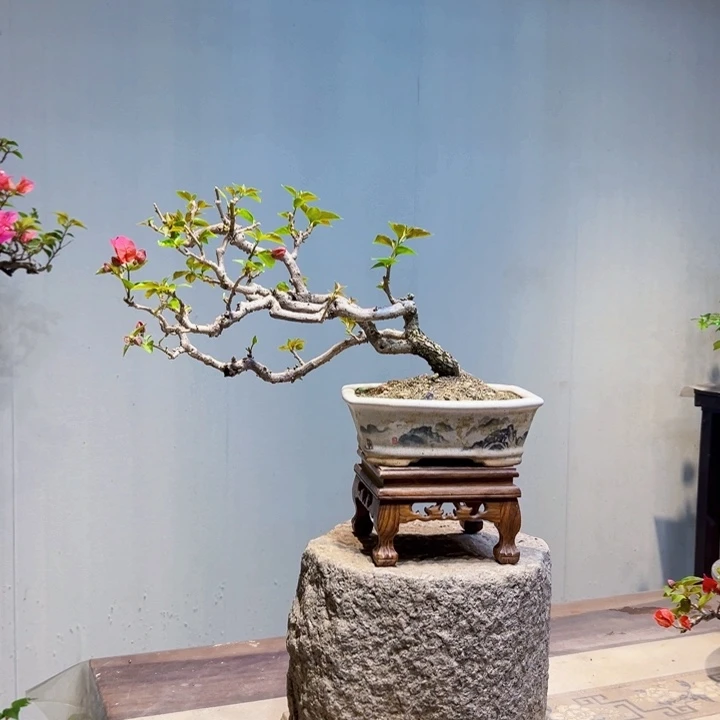 大***佛当前无花栽培后可以开花中国红三角梅