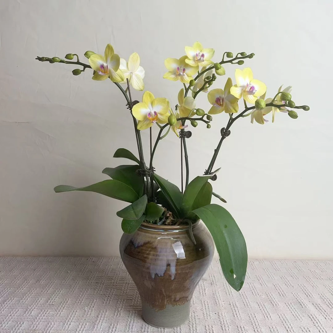 桦艺优选【金星公主】欧品蝴蝶兰花卉高雅轻奢高级艺术盆栽组盆系列