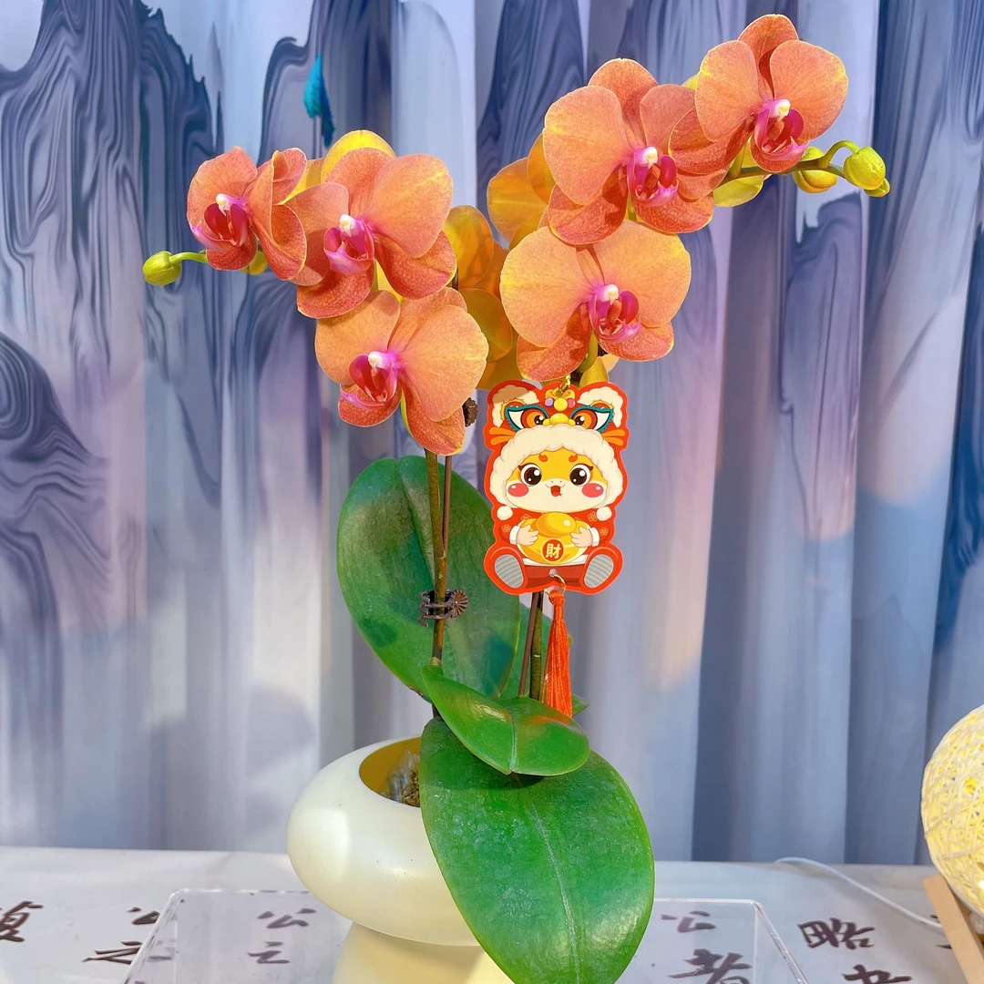 A级【金橘】甄选蝴蝶兰