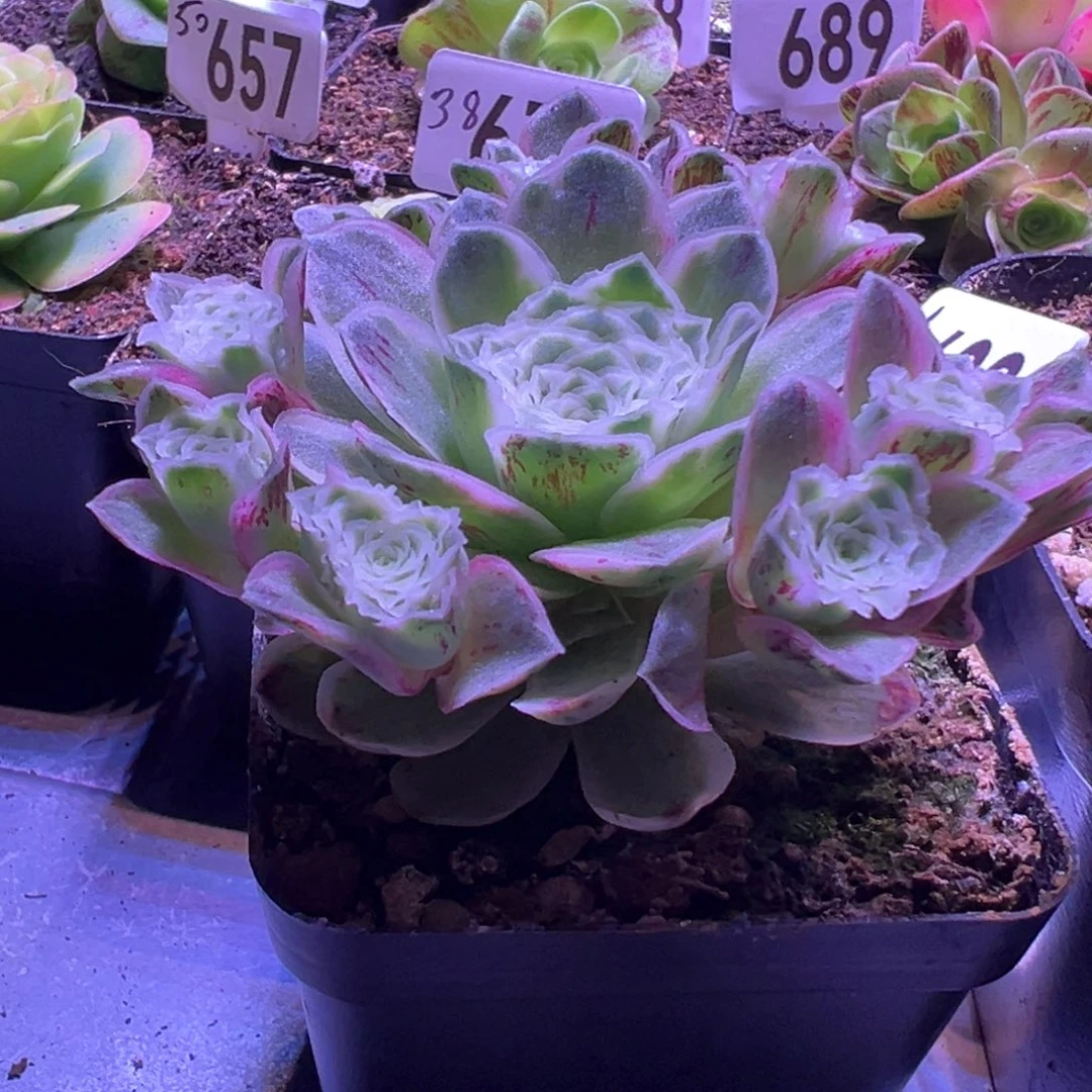 秋夕628山地玫瑰多肉