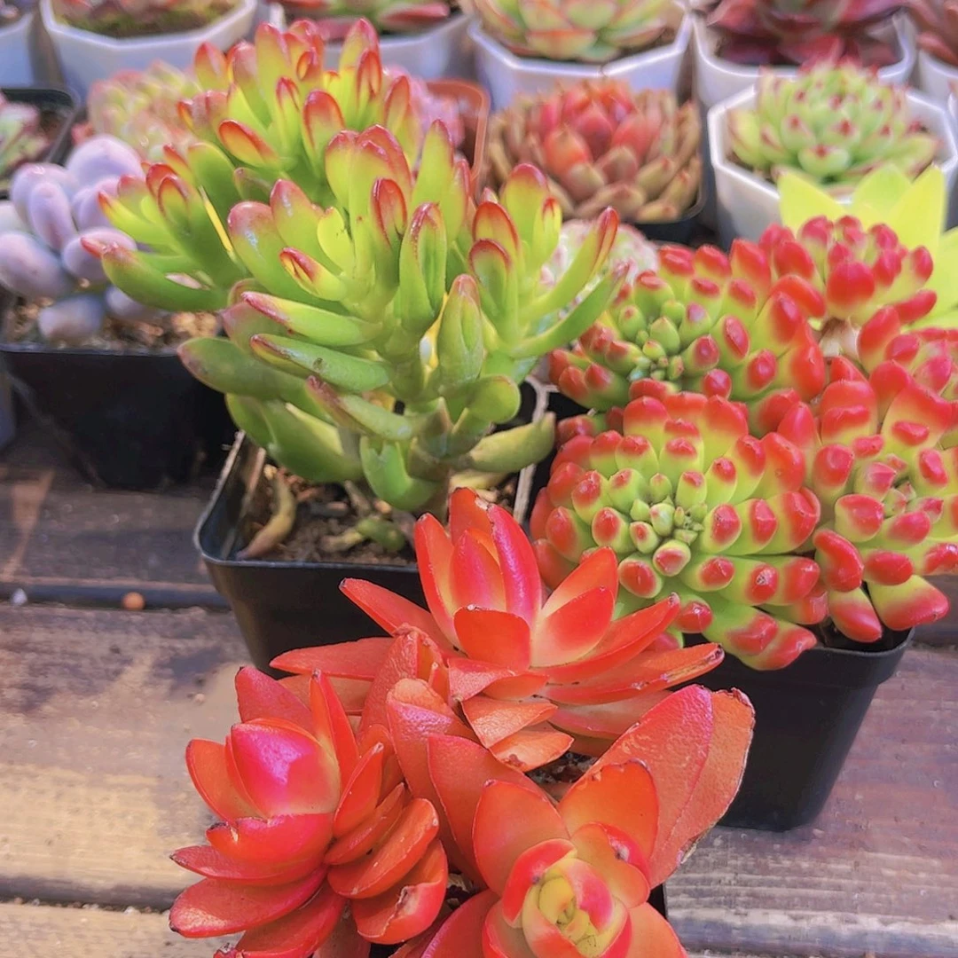 招财猫➕火祭群➕红灯笼新品