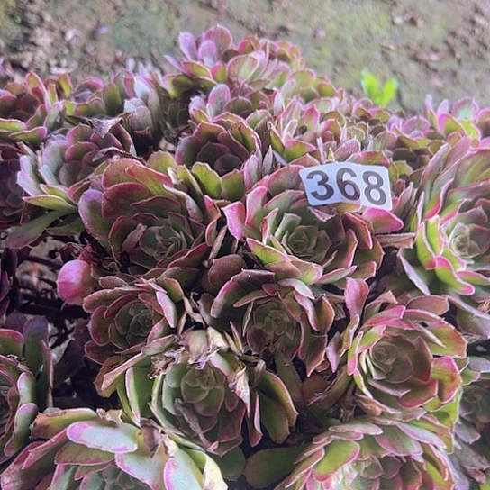 一***牛多肉植物一个长娥