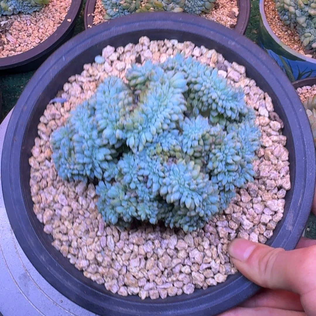 星影缀化盘龙缀化