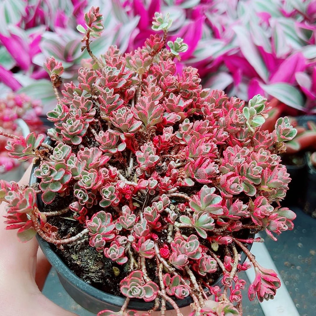 小球玫瑰11111111