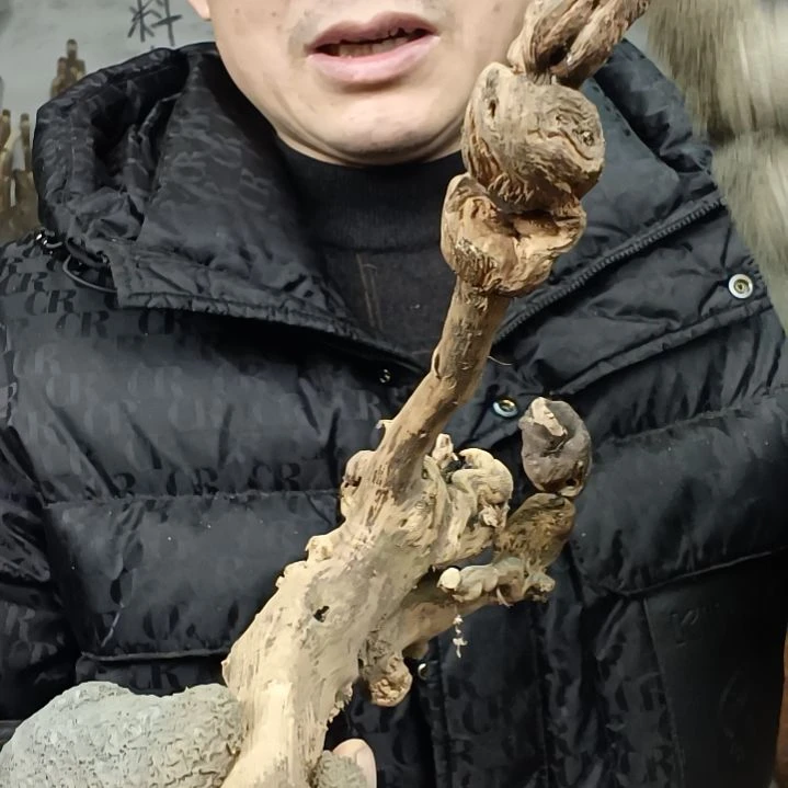 稳定木筠**?贵州檬子木   铁马鞭   根艺  半成品
