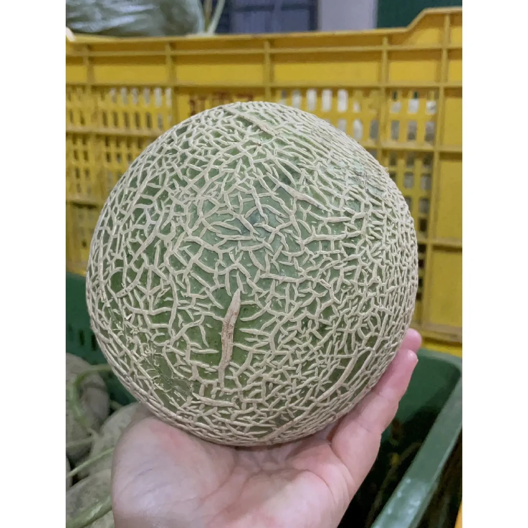 网纹梅陇瓜 单个