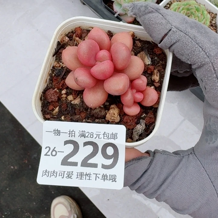 先锋派多肉无盆土发货无